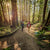 Hiking Boots vs. Hiking Shoes: How to Choose the Right Trail Footwear